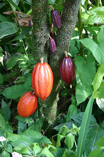 Cocoa pods ripening